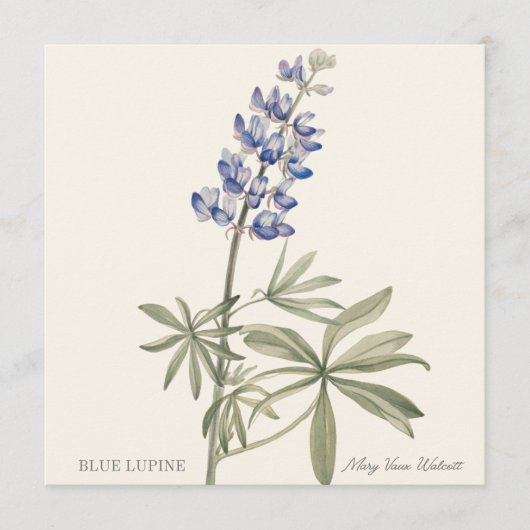 Blauwe Lupine door Mary Walcott (Voorkant)