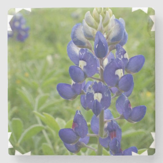 Blauwe lupine stenen onderzetter (Voorkant)