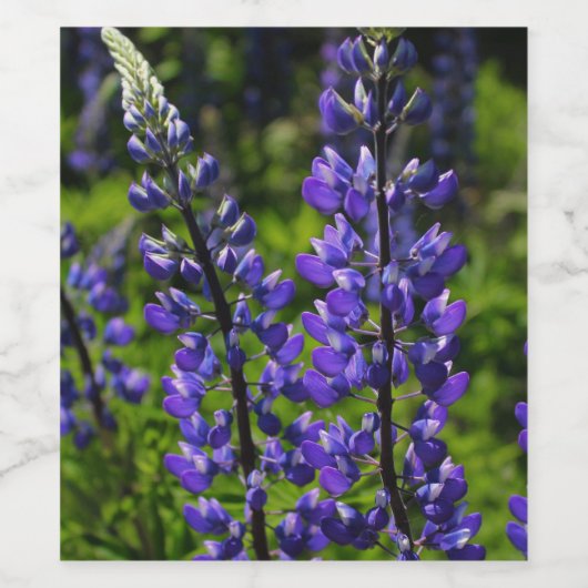 Blauwe Lupines Wijn Etiket (Enkel label)