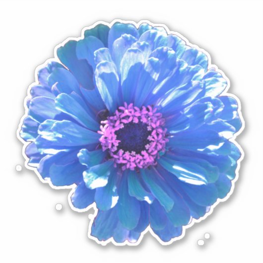 Blauwe madeliefjes blauwe bloemenfoto sticker (Voorkant)