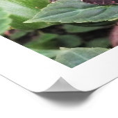 Blauwe marmervlinder poster (Hoek)