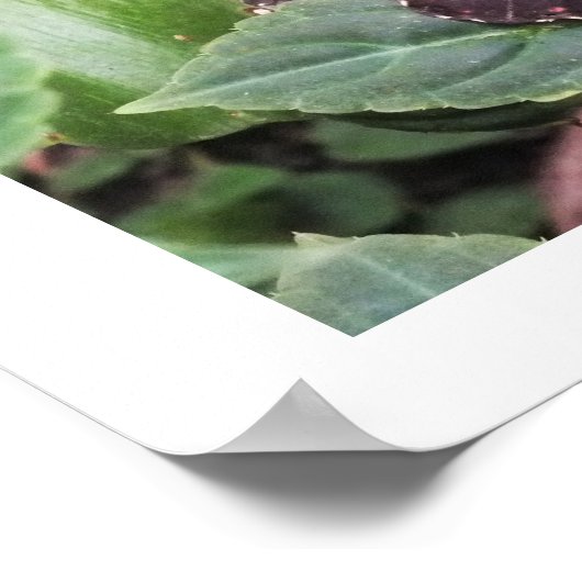 Blauwe marmervlinder poster (Hoek)