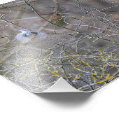 Blauwe mees foto afdruk (Hoek)