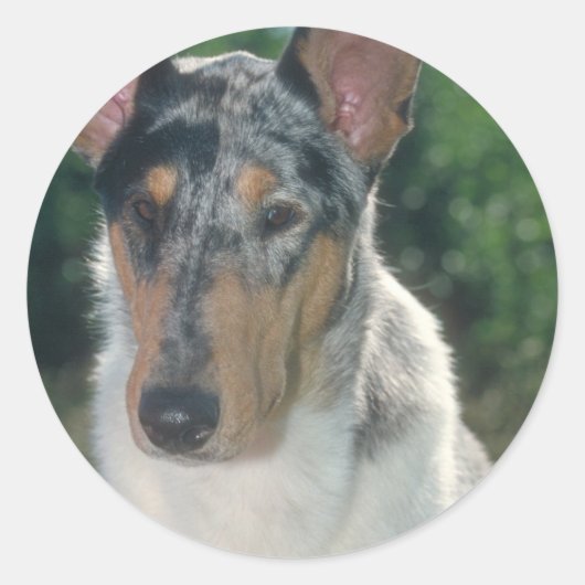 Blauwe Merle Collie Gladde Jas Ronde Sticker (Voorkant)