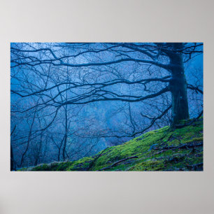 Blauwe misty morning in een beukenbos in Zweden Poster