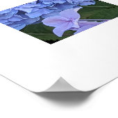 Blauwe Mophead Hortensia Bloei Bloem Poster (Hoek)