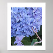 Blauwe Mophead Hortensia Bloei Bloem Poster (Voorkant)