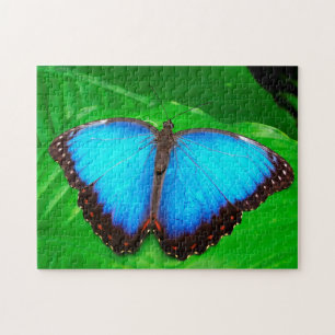 Blauwe Morfofalter Butterfly. Legpuzzel