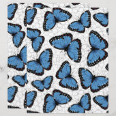 Blauwe morfovlinder (Voorkant / Achterkant)