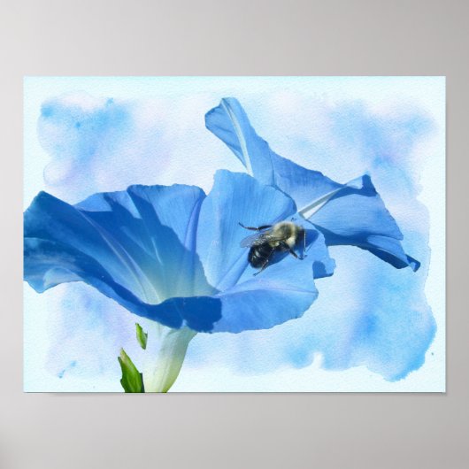 Blauwe morning Glory en Bumblebee Poster (Voorkant)