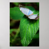 Blauwe Morpho 112 Print (Voorkant)