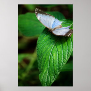 Blauwe Morpho 112 Print