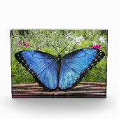 Blauwe Morpho Butterfly Rustiek Ontwerp Fotoblokken (Voorkant)