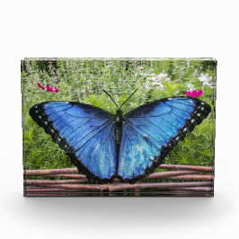 Blauwe Morpho Butterfly Rustiek Ontwerp Fotoblokken