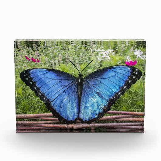 Blauwe Morpho Butterfly Rustiek Ontwerp Fotoblokken (Voorkant)