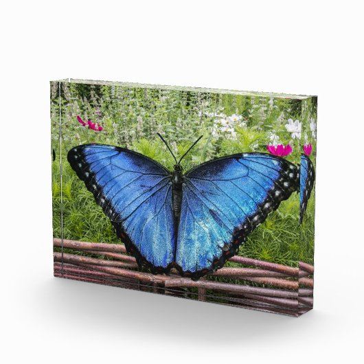 Blauwe Morpho Butterfly Rustiek Ontwerp Fotoblokken (Rechts)