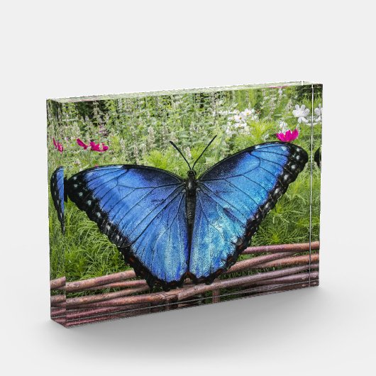 Blauwe Morpho Butterfly Rustiek Ontwerp Fotoblokken (Links)