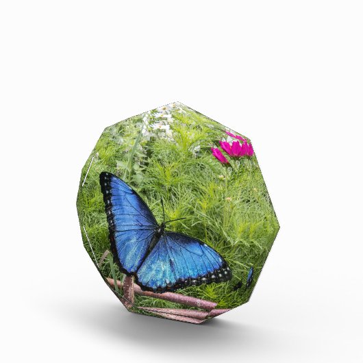 Blauwe Morpho Butterfly Rustiek Ontwerp Fotoblokken (Rechts)