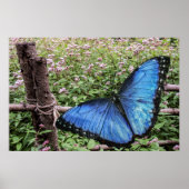 Blauwe Morpho Butterfly Rustiek Ontwerp Poster (Voorkant)