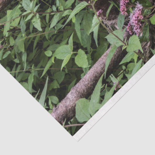 Blauwe Morpho Butterfly Rustiek Ontwerp Tissuepapier (Detail)