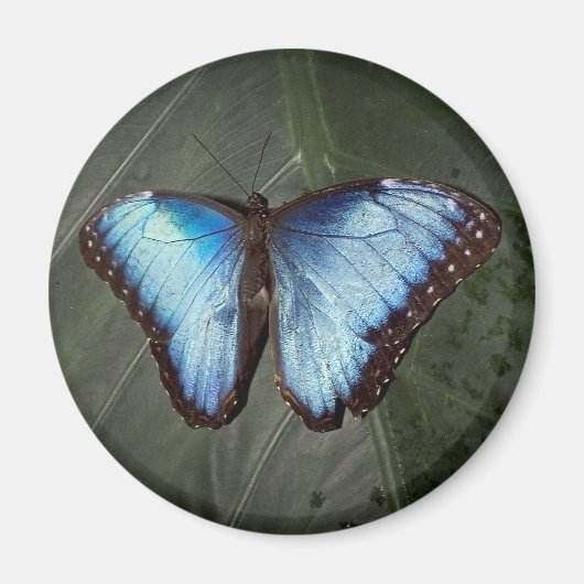 Blauwe Morpho Vlinder magneet (Voorkant)