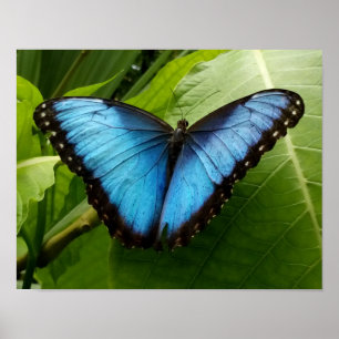 Blauwe Morpho-vlinder natuur poster fotografie