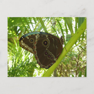 Blauwe Morpho Vlinder Natuurfotografie Briefkaart
