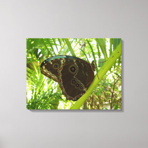 Blauwe Morpho Vlinder Natuurfotografie Canvas Afdruk