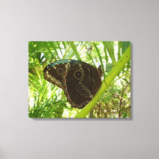 Blauwe Morpho Vlinder Natuurfotografie Canvas Afdruk (Voorkant)