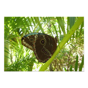 Blauwe Morpho Vlinder Natuurfotografie Foto Afdruk