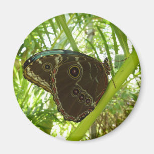 Blauwe Morpho Vlinder Natuurfotografie Magneet