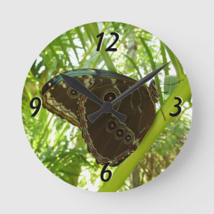 Blauwe Morpho Vlinder Natuurfotografie Ronde Klok