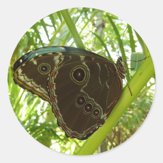 Blauwe Morpho Vlinder Natuurfotografie Ronde Sticker (Voorkant)