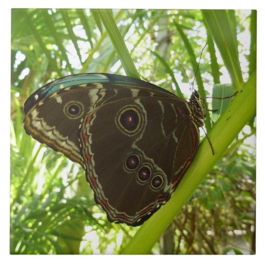 Blauwe Morpho Vlinder Natuurfotografie Tegeltje (Voorkant)