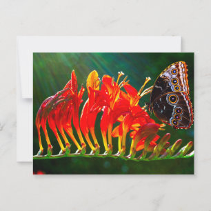 Blauwe morpho vlinder op Crocosmia Lucifer bloemen Briefkaart