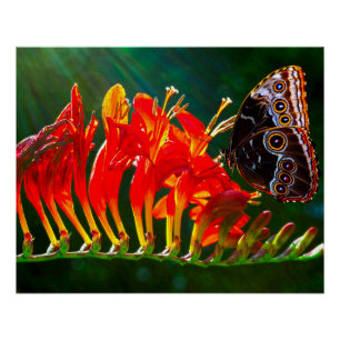 Blauwe morpho vlinder op Crocosmia Lucifer bloemen Perfect Poster