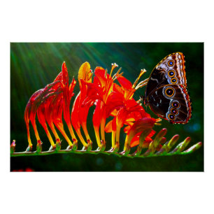 Blauwe morpho vlinder op Crocosmia Lucifer bloemen Perfect Poster