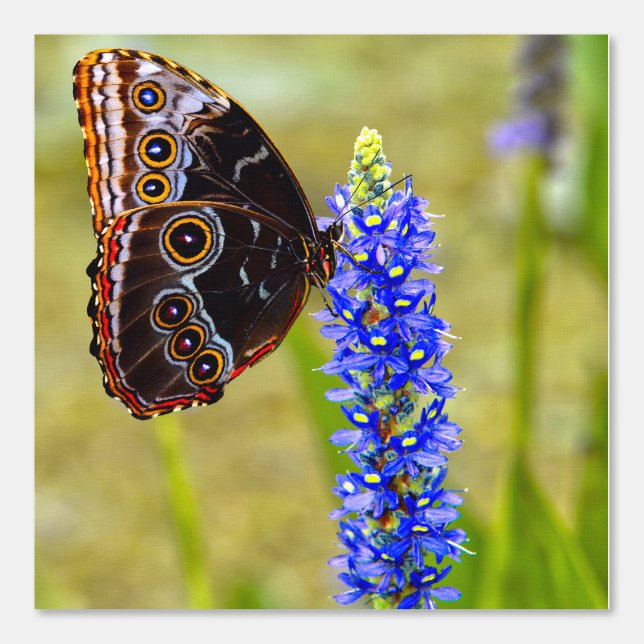 Blauwe morpho vlinder op een moeras orchidee behang (Voorkant)