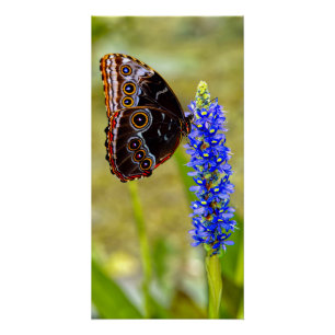 Blauwe morpho vlinder op een moeras orchidee perfect poster