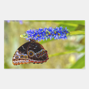 Blauwe morpho vlinder op een moeras orchidee rechthoekige sticker