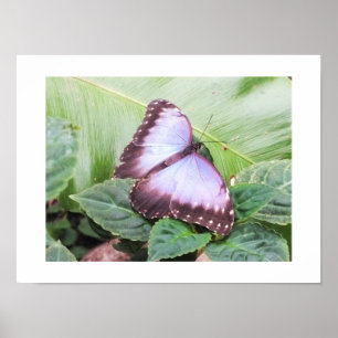 Blauwe morpho vlinder poster