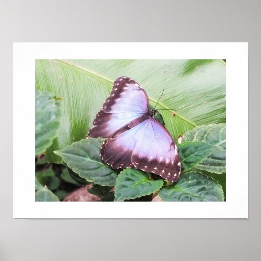 Blauwe morpho vlinder poster (Voorkant)