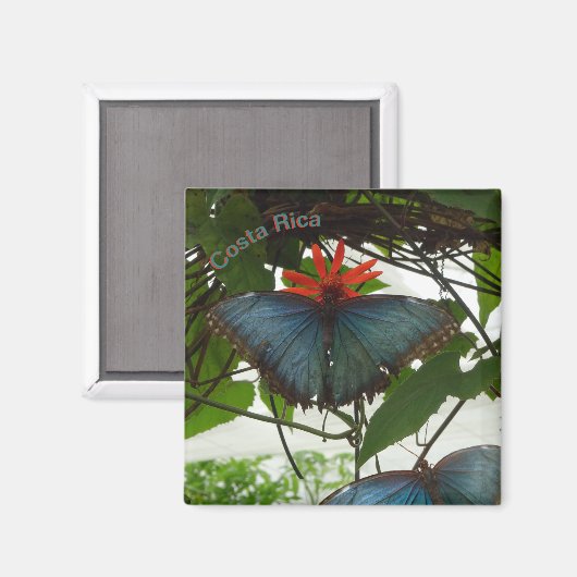 Blauwe Morpho Vlinders Cust. Magneet (Voorkant / Achterkant)