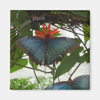 Blauwe Morpho Vlinders Cust. Magneet