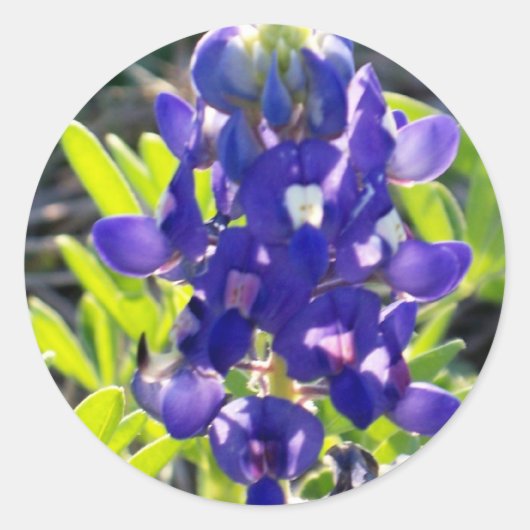 Blauwe motorkap ronde sticker (Voorkant)