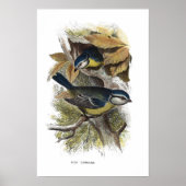 Blauwe muis, poster (Voorkant)