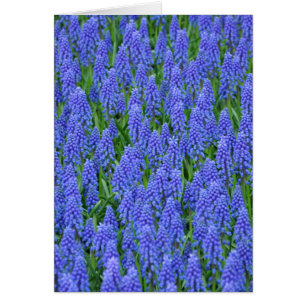  blauwe muscari bloemen