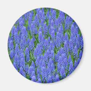 blauwe muscari bloemen magneet