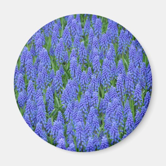 blauwe muscari bloemen magneet (Voorkant)