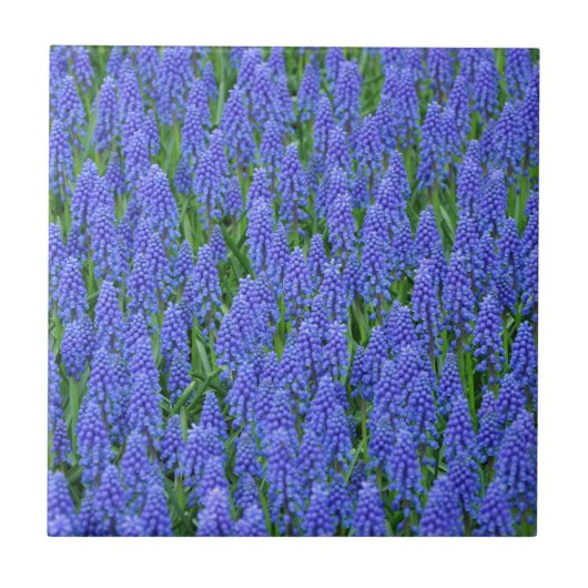 blauwe muscari bloemen tegeltje (Voorkant)